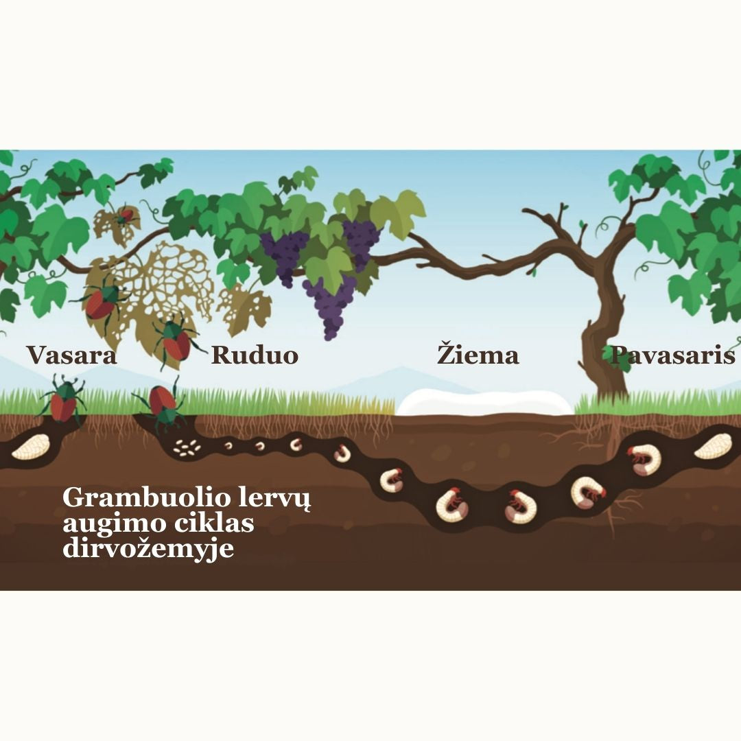 Įkyriosios grambuolio lervos. Kaip su jomis kovoti?