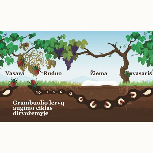 Įkyriosios grambuolio lervos. Kaip su jomis kovoti?